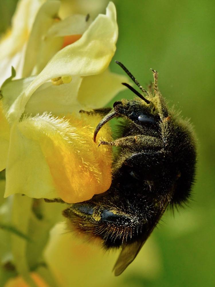 Bombus ruderarius by Ivar Leidus is licensed under CC BY-SA 4.0